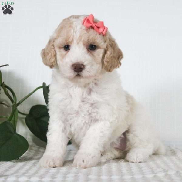 Carmel, Miniature Poodle Puppy